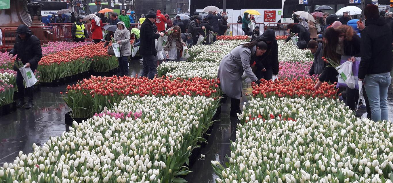 100.000 Tulpen für Antwerpen