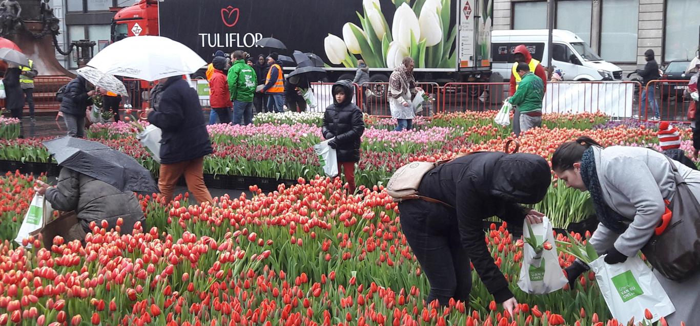 Tulips-picking in Antwerp