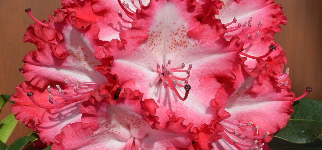 Rhododendron 'Grifie'