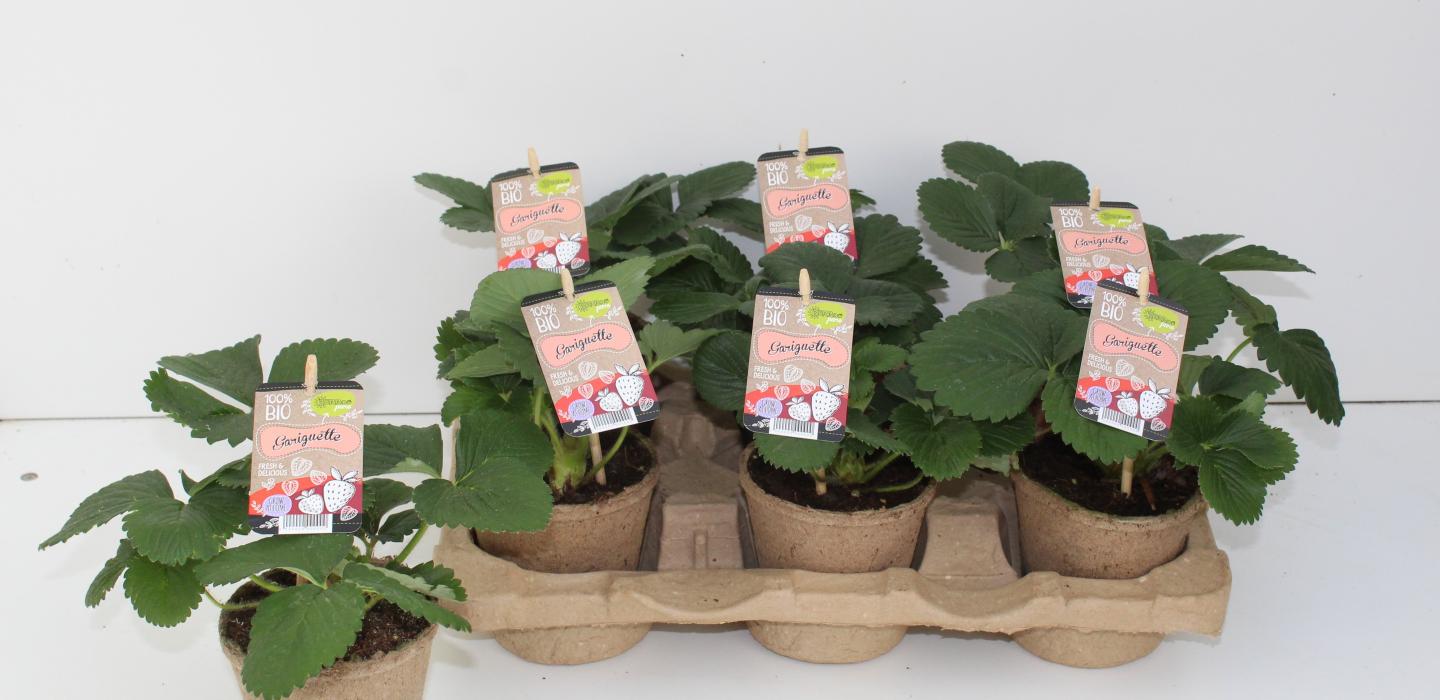 Ecological strawberry plants