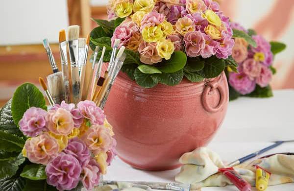 Le salon Florall: Primula acaulis ‘Rubens’ Antique remporte le Florall award d’or