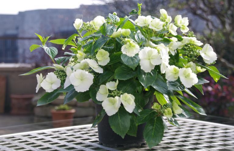 Gold for Hydrangea 'Runaway Bride' from De Nolf, praised for its unique inflorescence