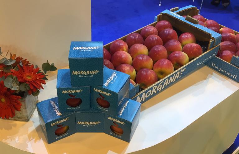 Morgana apples: one of the new club varieties of BFV