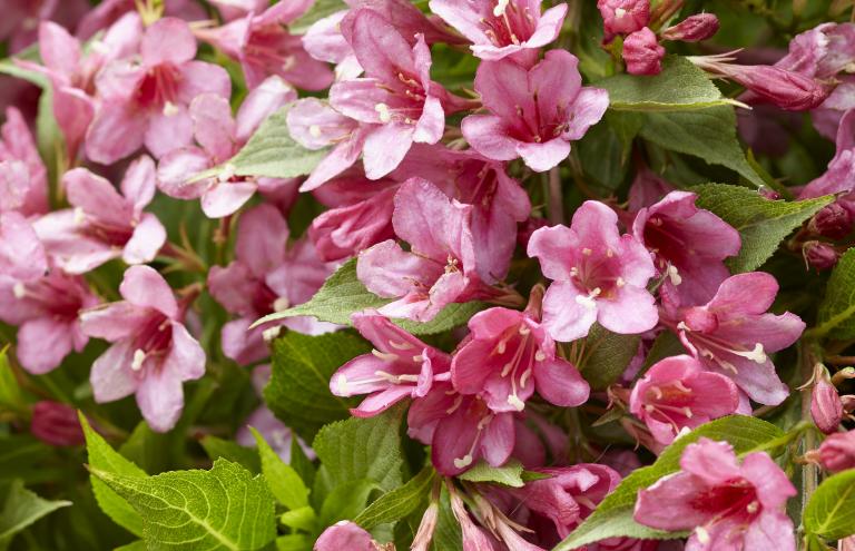 Weigela florida 'Picobella (R) Rosa' has a long flowering period: from May to October.